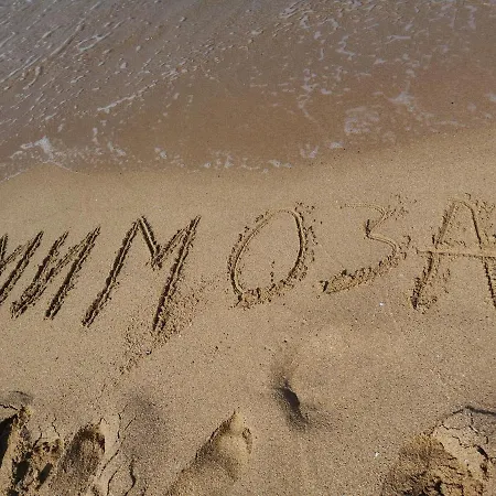 Mimosa Kiten (Burgas)